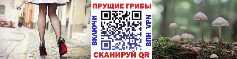 Галлюциногенные грибы прущие грибы  Заозёрный 